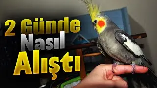 Duman 2 Günde Nasıl Alıştı ? - Muhabbet Kuşu Hızlı Ele Alıştırma-Sultan Papağanı Hızlı Ele Alıştırma