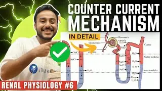 counter current mechanism in kidney physiology | concentration of urine renal physiology