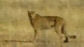 Вот вот съедят зверюшку ПРИКОЛ
