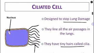 specialized cells - Grade 6 science