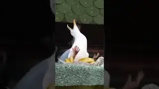 When Birds Have Hands