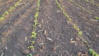 Соя валюта перший хімічний обробіток