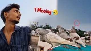 1 Baby Pigeon Nikll Gya 😐