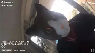 Jazzy Funky CAT | Periscope HD  | FEB 2016