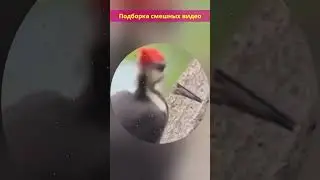 Подборка смешных видео 28 