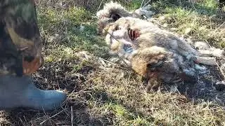 установка капканов у привады