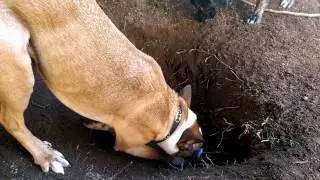 Horrible, horrible dogs.