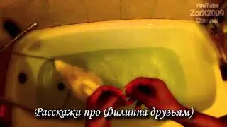 Как кормить утку в квартире How to feed a duck in the apartment