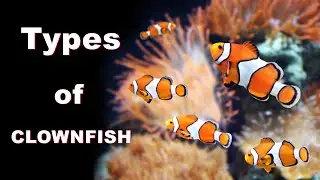 Types of Clown fish 2020