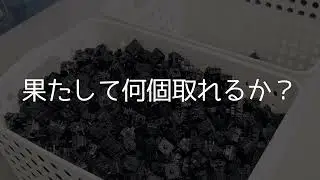 FILCO社員がCHERRY MXスイッチつかみ取り挑戦してみた【2024キーボードマーケットトーキョー出店】