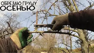 Обрезка запущенное ГРУШИ осенью