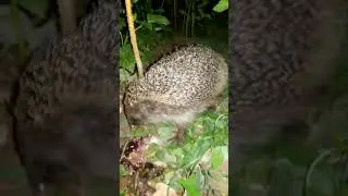 Ёжик ест рыбу