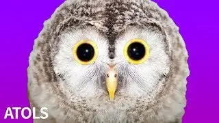 ATOLS - Owl feat. Hatsune Miku / フクロウ / 初音ミク