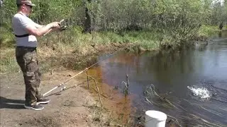 Окуни на Гольяна с ручья на поплавок!!! СИБИРЬ, ТАЙГА. Летняя Рыбалка 2023г