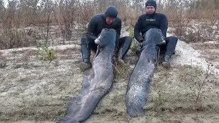 СОМ! Погнутые гарпуны и разломанные катушки. Разбор ошибок прошлого сезона подводной охоты на сома.