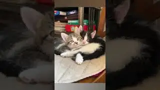 Котята от черной мамаши