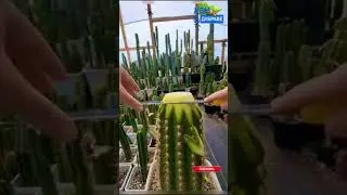 Кактусы прививка | Саженцы и семена по суперпредложениям ссылка в описании