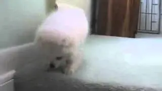 BRAVE PUPPY http://bestofvinesvideo.blogspot.com/