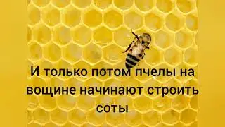 рамки для улья дадан пчеловодство для начинающих