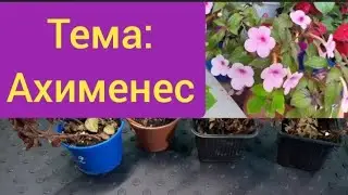 Как выкопать ризомы Ахименеса?