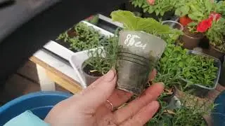 ПРОДАЖИ РАССАДЫ ПРУТ, ИРКУТСК