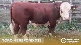 Toro Hereford X25
