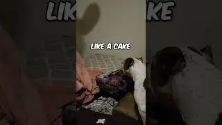 This dog will not sleep until she gets this cuteness 😆