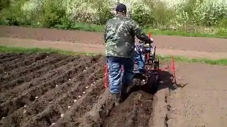 посадка картофеля под окучник мотоблоком. ч-2