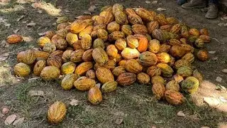 Ceplac entrega sementes de cacau gratuitas para agricultores de Uruará (PA)
