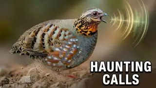 Rufous-throated Partridge: Haunting Calls, Feeding Habits, & Habitat Up Close