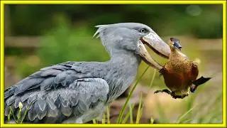 Meet the Wetlands' Best Hunter!! - ShoeBill