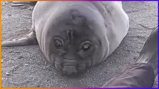 seal sneezed