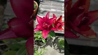 вне конкуренции #лилия #лилии #садовод #цветы #садовыецветы #дача #garden#flowers #цветывгоршке#сад