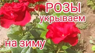 РОЗЫ. Укрытие на зиму. Обрезка. Полезный совет. 🌹🌹🌹