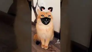 Кот В маски из СНЕПЧАТА я ржала час песня огонь 😂
