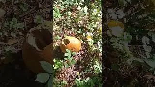 гигантский гриб дождевик