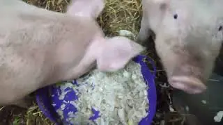 Navets (ou pomme de terre) pour les cochons