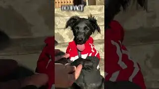 Гаврик - компаньон и друг 🥰 