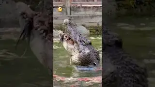 Monstrous Crocodile Swallows Chunky Meat 😬 #wildlife #crocodile #shorts #wildanimals