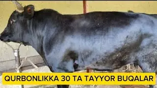 QURBONLIKKA 30 TA BUQALAR TAYYOR