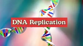 DNA Replication #molecular_biology #dna #replication