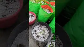 Hail destroyed plants again #garden #shorts