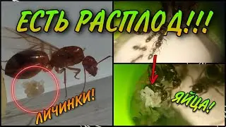 ЕСТЬ РАСПЛОД! Camponotus Pilicornis и Lasius Fuliginosus.
