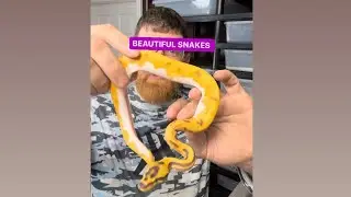 Baby snakes tour !