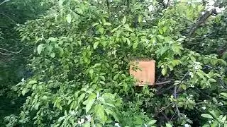 В какие ловушки лучше ловятся рои...! ( ещё поставил две ловушки )