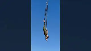 #aerialist #aerialstrap #strap #aerialloops #loops #loops #aerialtrsining #aerialsequence #circus