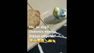Günah diyorum hiç de değil dedemin ekmeği diyor bir de dikkat ediyormuş😂😂😂😂😂