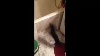 Умный той терьер