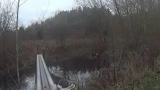 Утиный переполох