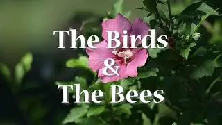 The Birds and the Bees